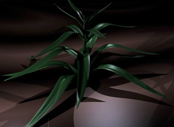 Dracaena