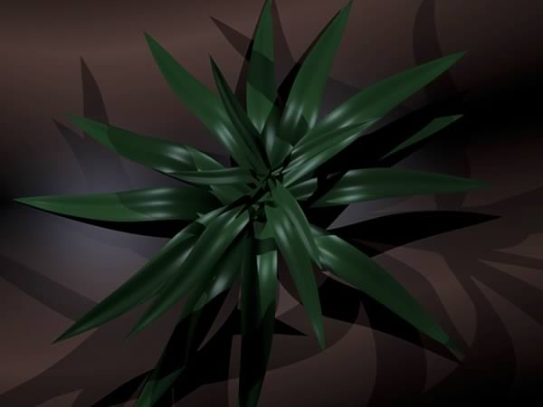 Dracaena